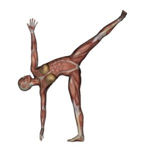 Yoga - Half Moon Pose. Female Muscles