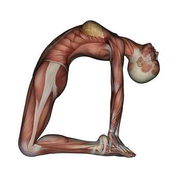 Featured Asana: Ustrasana - Yogita Yoga